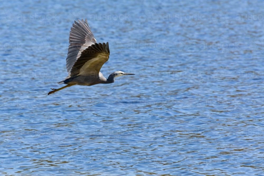 White-faced Heron flying over blue water - Australian Stock Image
