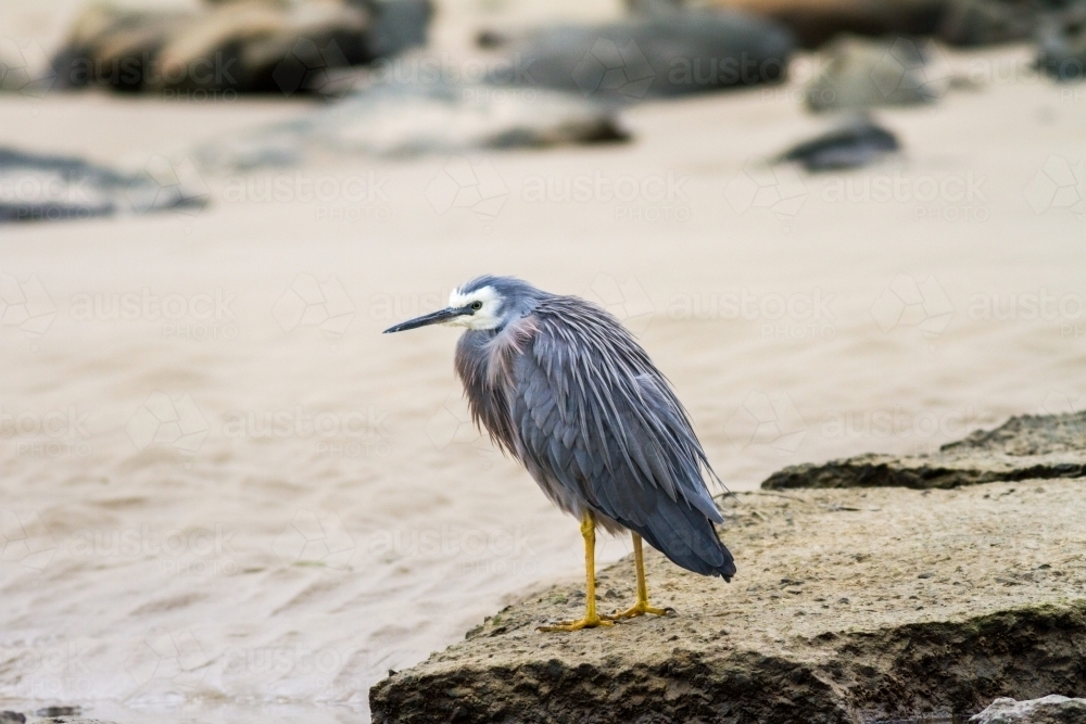 White faced heron standing on a rock at the beach - Australian Stock Image