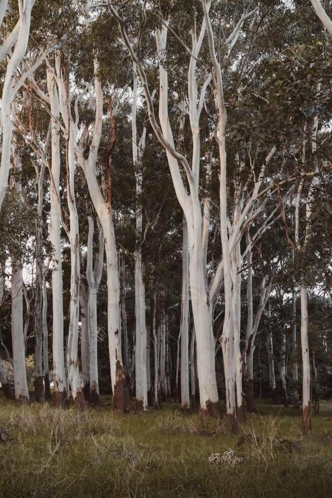White Flooded Gum trees in Centennial Park : Austockphoto White Flooded Gum trees in Centennial Park - Australian Stock Image