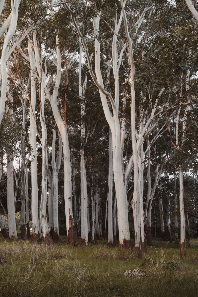 White Flooded Gum trees in Centennial Park - Australian Stock Image