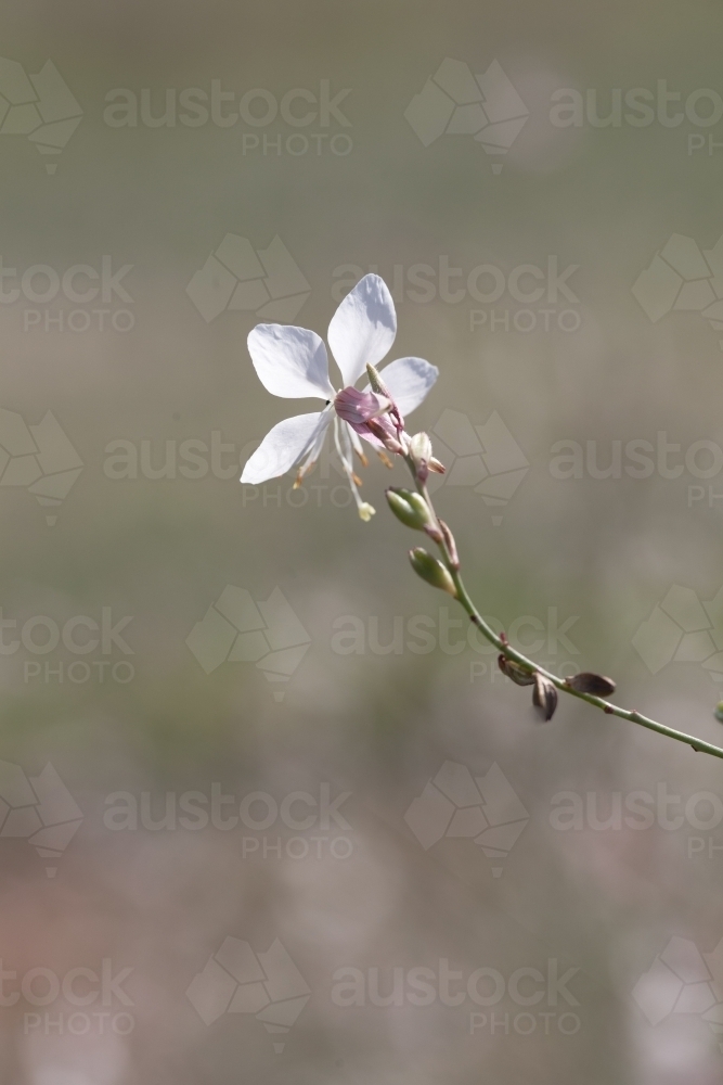 White flower with blurry background - Australian Stock Image