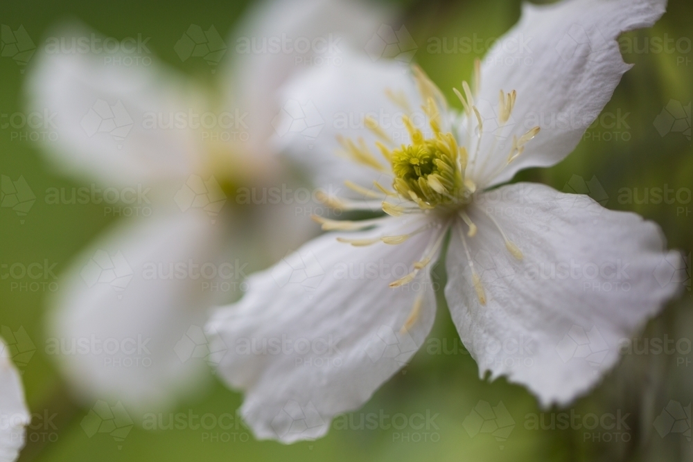White flowering clematis vine - Australian Stock Image