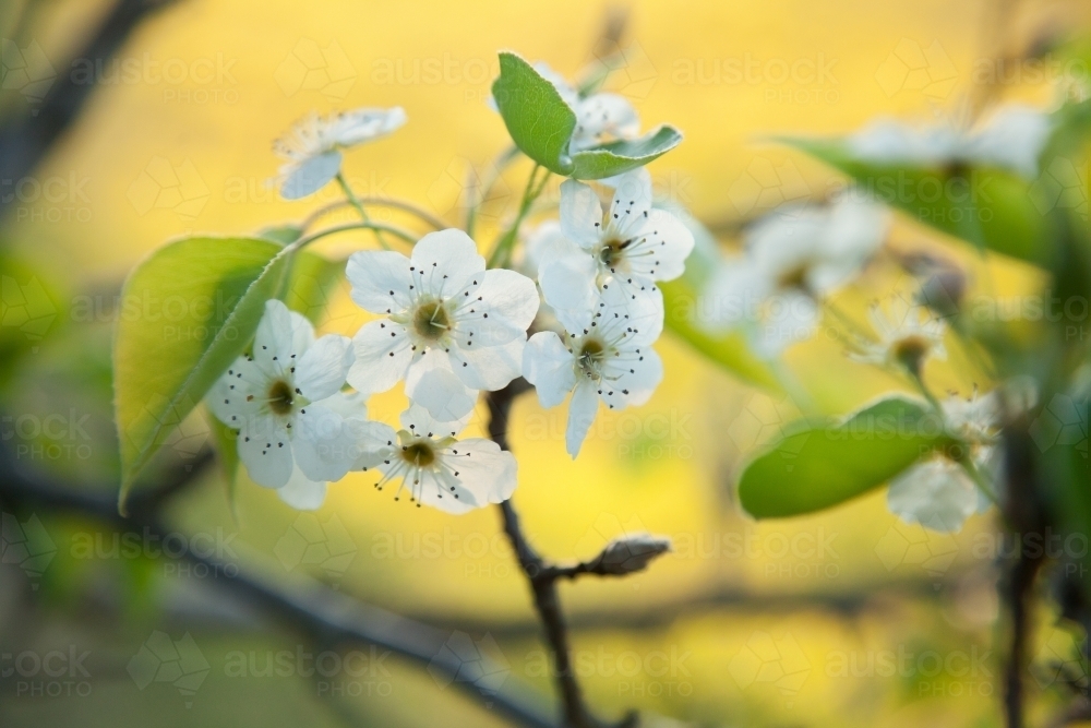 White flowers and green leaves of an ornamental pear bush in spring - Australian Stock Image
