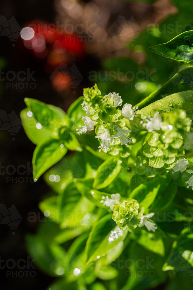 White flowers on basil plant in veggie garden with waterdrops on leaf of herb - Australian Stock Image
