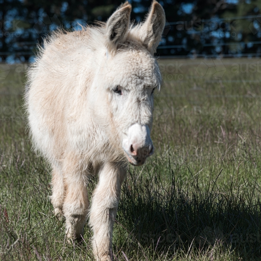 Image of white fluffy donkey in a grassy field - Austockphoto