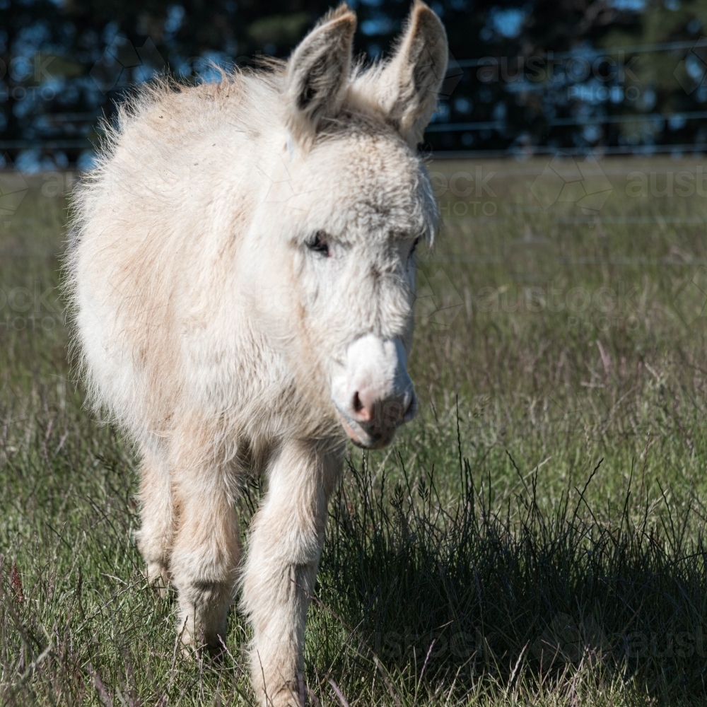 white fluffy donkey in a grassy field - Australian Stock Image
