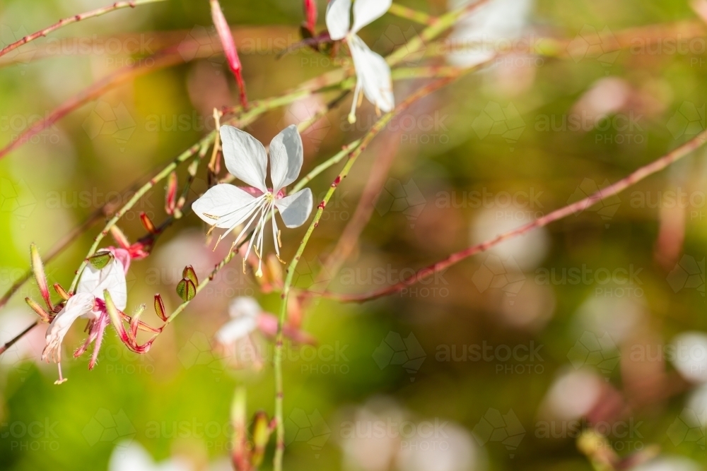 white gaura butterfly bush flower in sunlight with copy space - Australian Stock Image