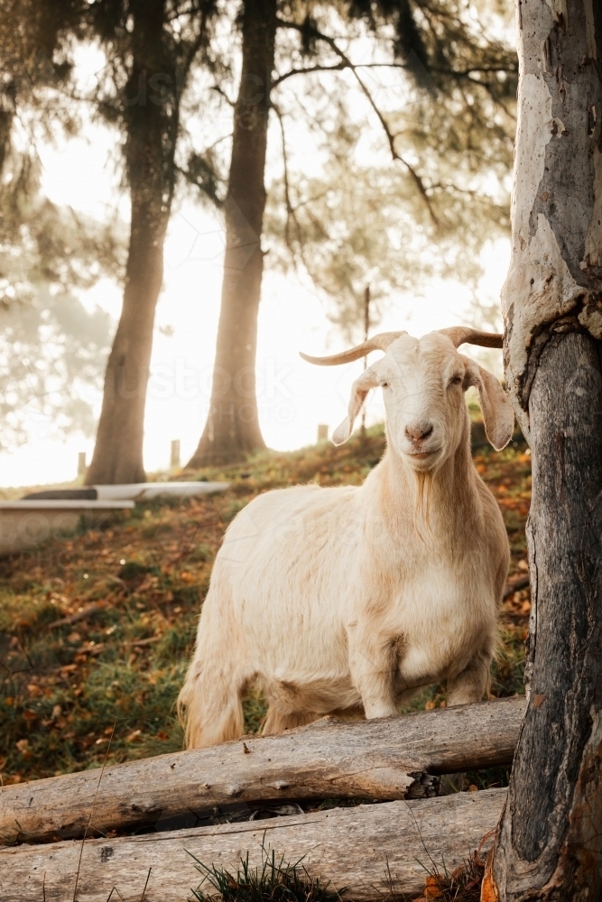White goat in hillside paddock on cold foggy morning - Australian Stock Image