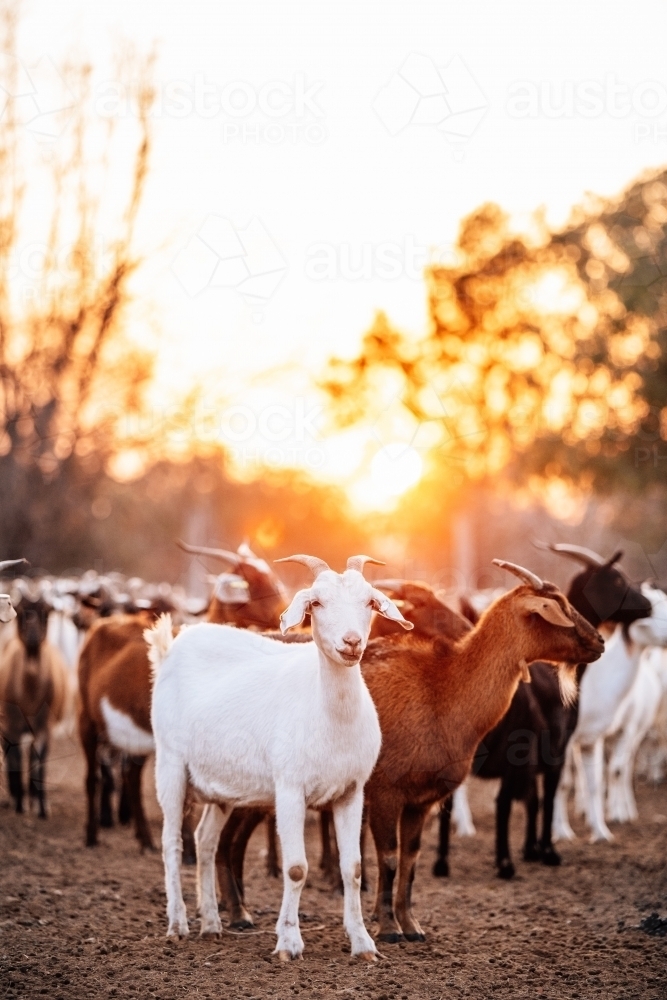 White goat standing in front of the sunset with other goats - Australian Stock Image