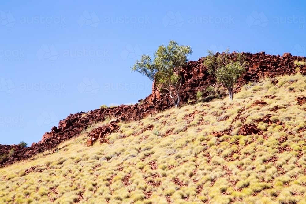 White gum against red rocks and spinifex - Australian Stock Image