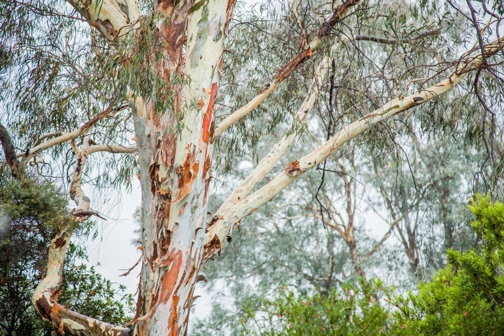 White gum tree with coloured bark in the rain - Australian Stock Image