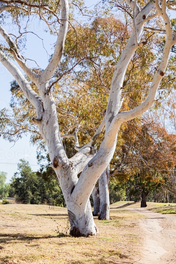 White gum tree with thick branches beside path - Australian Stock Image