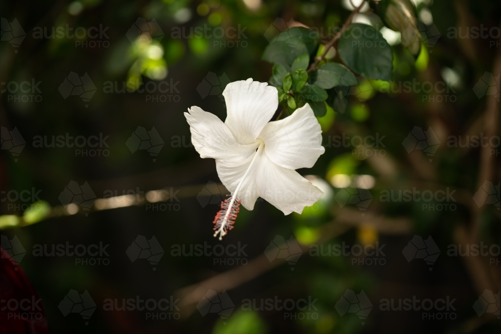 White hibiscus flower growing on bush in tropical Australian backyard - Australian Stock Image