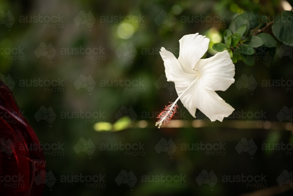 White hibiscus flower growing on bush in tropical Australian backyard - Australian Stock Image