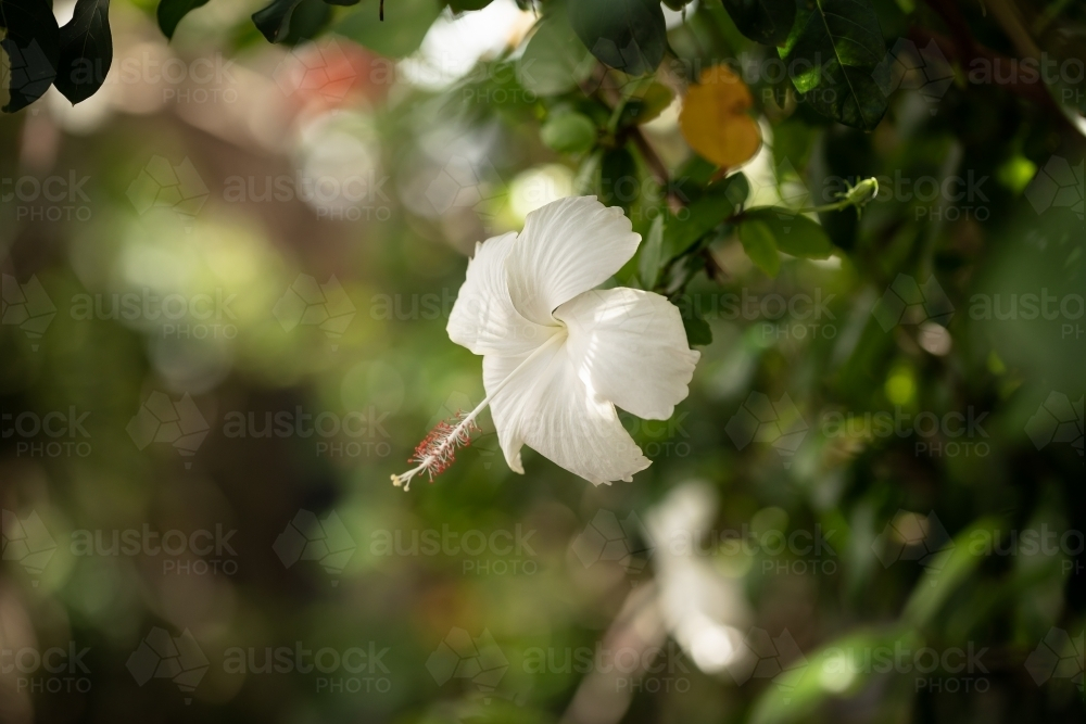 White hibiscus flower growing on bush in tropical Australian backyard - Australian Stock Image