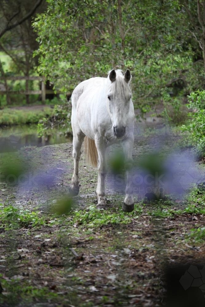 White horse in a paddock - Australian Stock Image