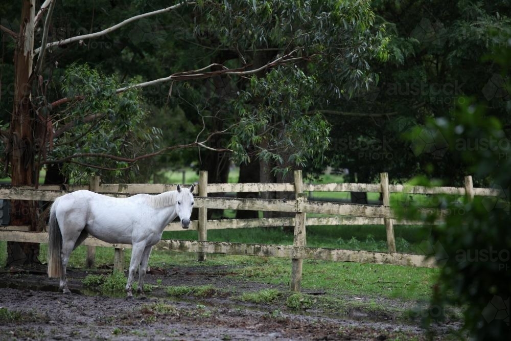 White horse in a paddock - Australian Stock Image