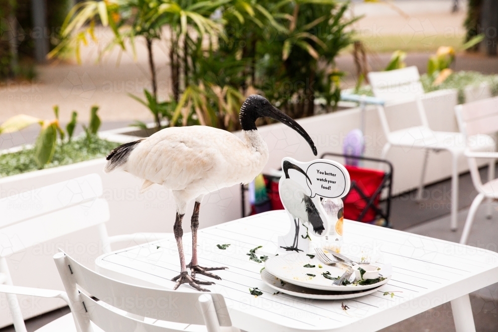 White ibis on a cafe table next to a no ibis sign - Australian Stock Image