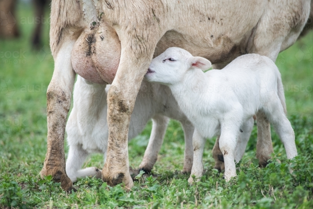 White lamb drinking from mother sheep in field - Australian Stock Image