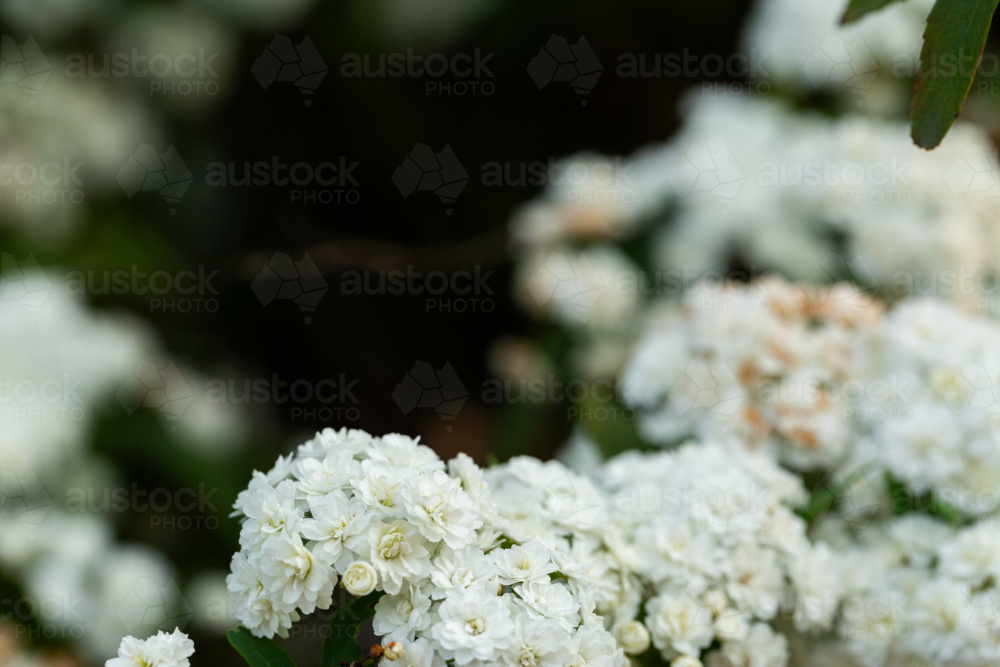 white may bush in flower with dark copy space - Australian Stock Image