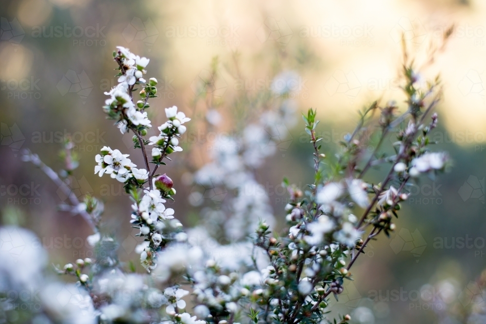 White native flowers adorn a small shrub - Australian Stock Image