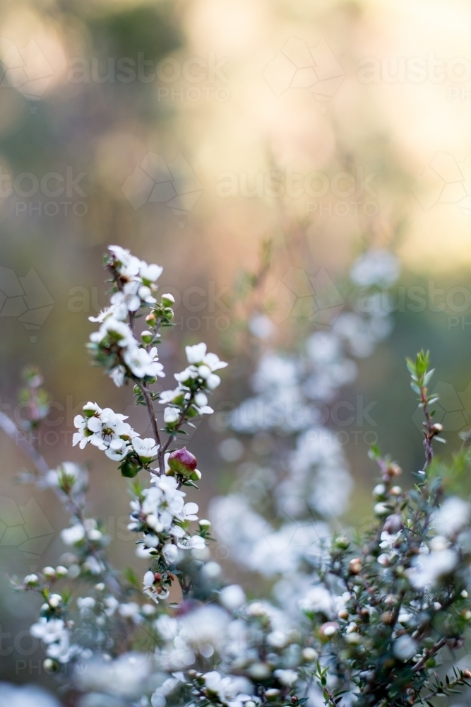 White native flowers adorn a small shrub - Australian Stock Image