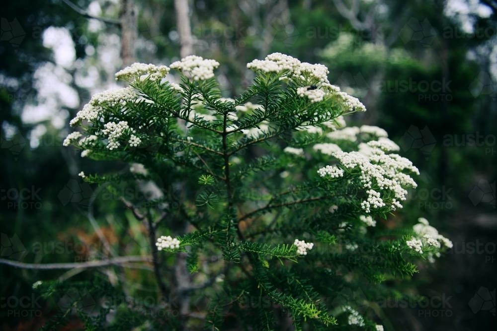 White Native Flowers - Australian Stock Image