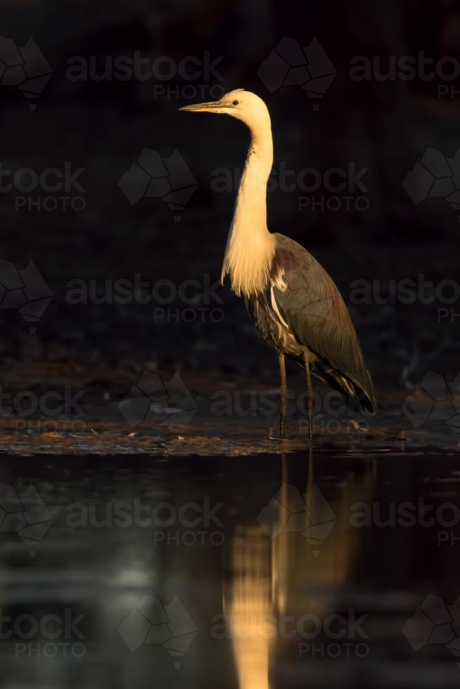 White-necked Heron in Golden Light at Edge of Billabong - Australian Stock Image