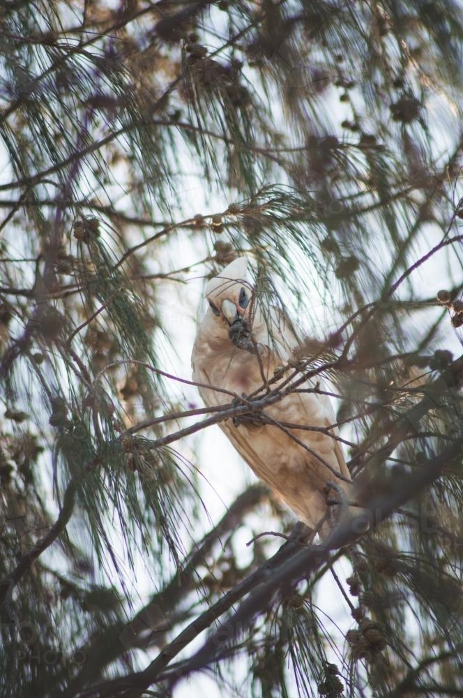 White Parrott in Tree - Australian Stock Image