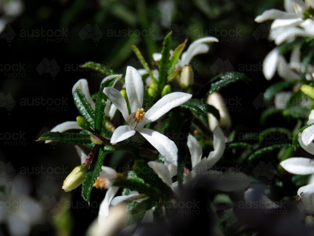 White Philotheca flowers on a dark background - Australian Stock Image