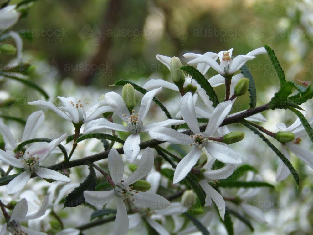 White Philotheca flowers on a green bokeh background - Australian Stock Image