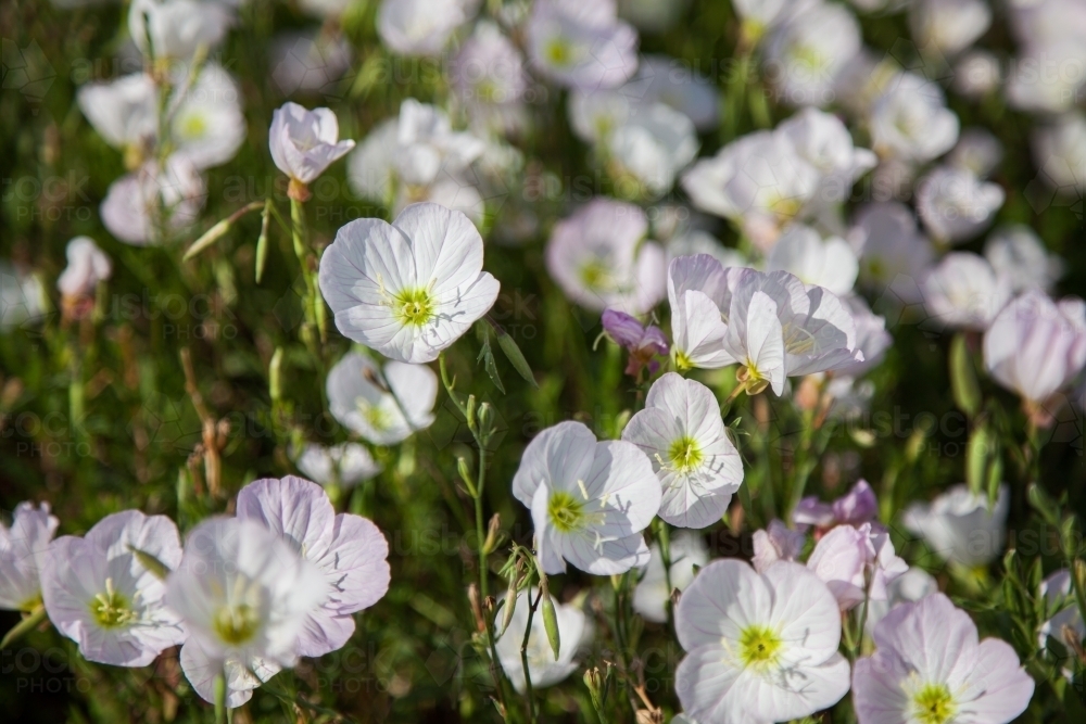 White pink flowers with yellow center - Australian Stock Image