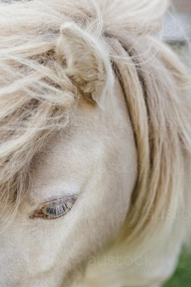 White Pony Detail - Australian Stock Image