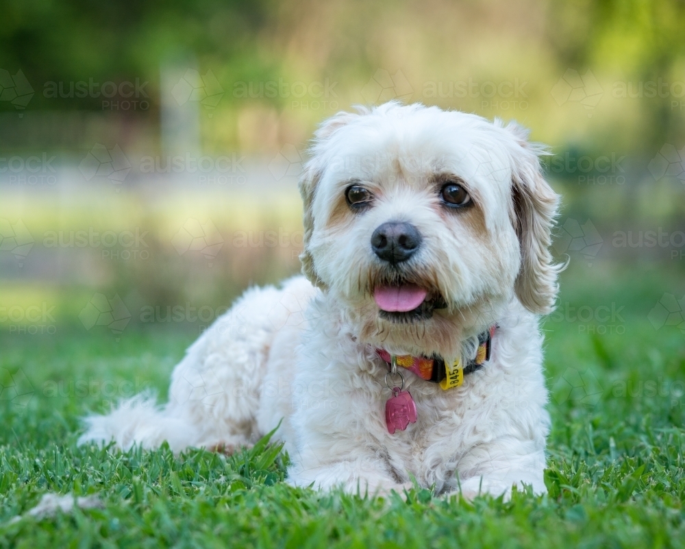 White puppy with pink collar sitting on green grass - Australian Stock Image