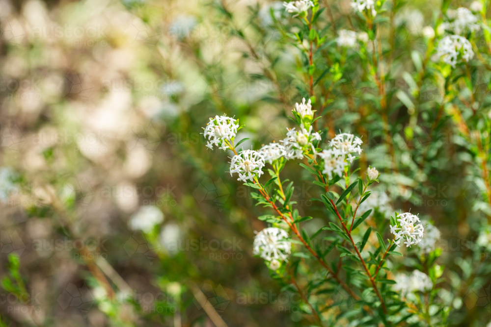 White queen of the bush flowers growing in native bushland - Australian Stock Image