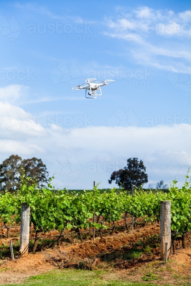 White remotely piloted aircraft drone hovering above vineyard - Australian Stock Image