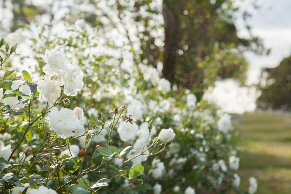 White roses growing beside a vineyard - Australian Stock Image