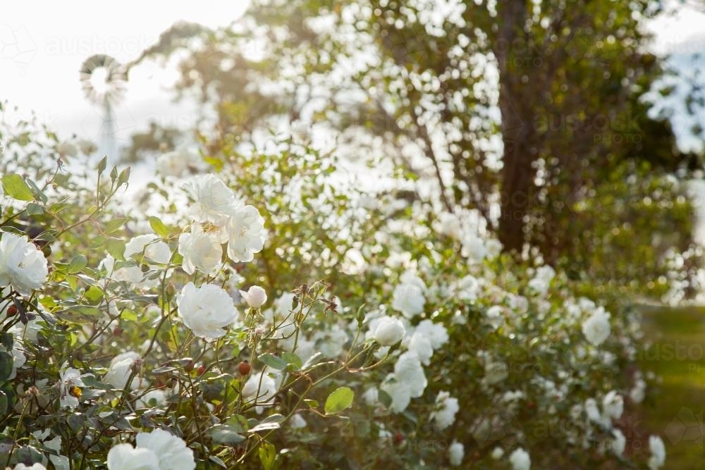 White roses growing beside a vineyard - Australian Stock Image