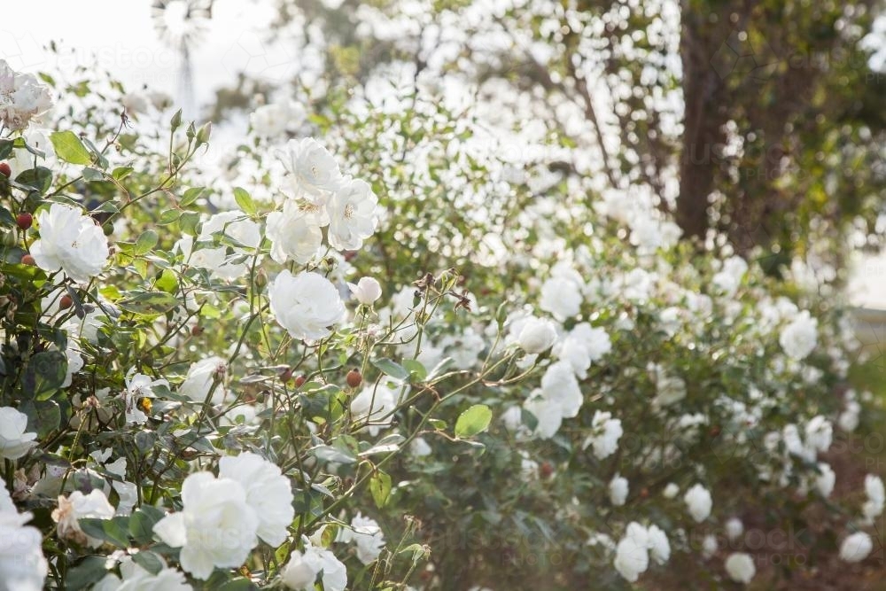 Image of White roses growing beside a vineyard - Austockphoto