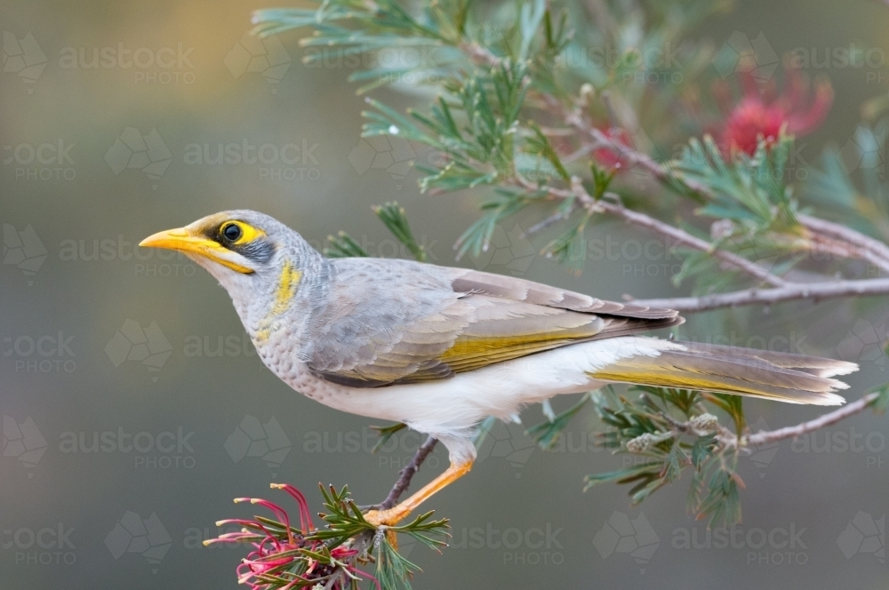 White rumped miner - Australian Stock Image