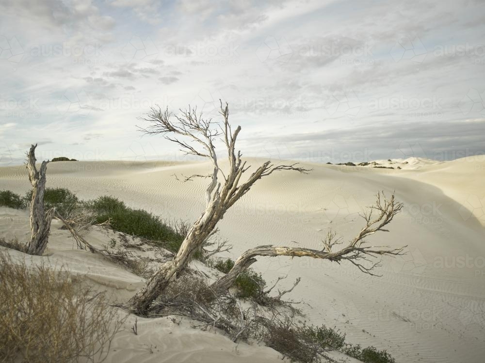 White sand dunes with dead trees and vegetation - Australian Stock Image
