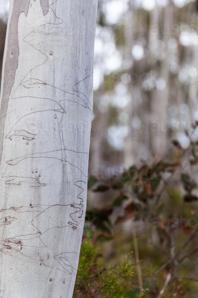 Image of White scribbly gum tree trunk with bokeh bushland behind on ...