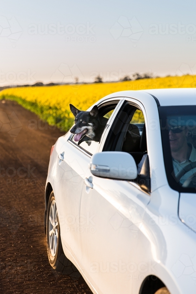 White sedan car driving down dirt road with kelpie dog hanging out the window - Australian Stock Image