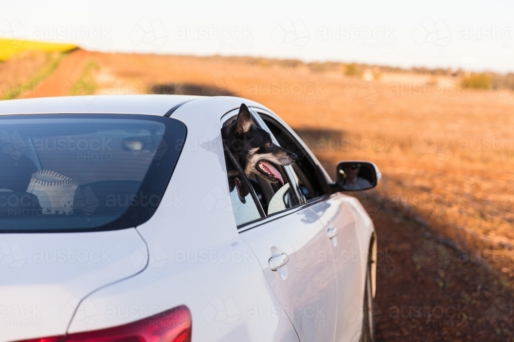 White sedan driving on dirt road with kelpie in back seat hanging head out of window panting - Australian Stock Image