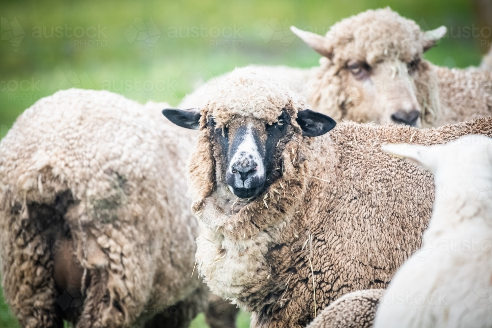 White sheep looking in front amongst a flock of sheep - Australian Stock Image