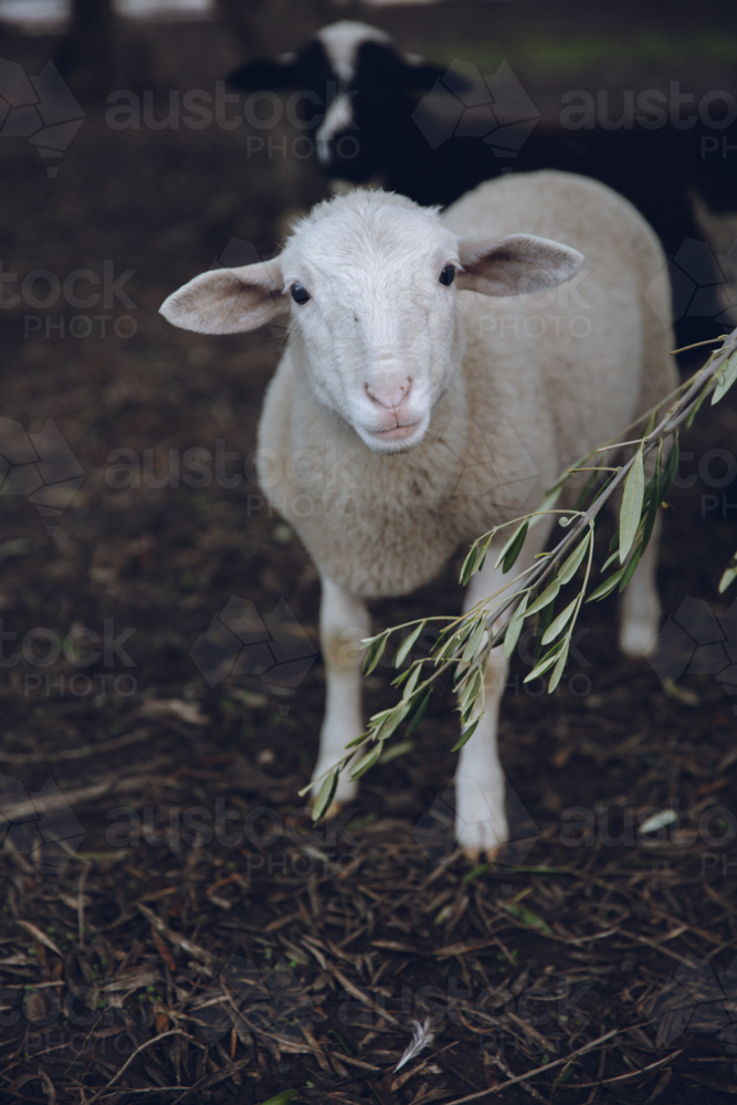 White sheep standing on a wet ground - Australian Stock Image