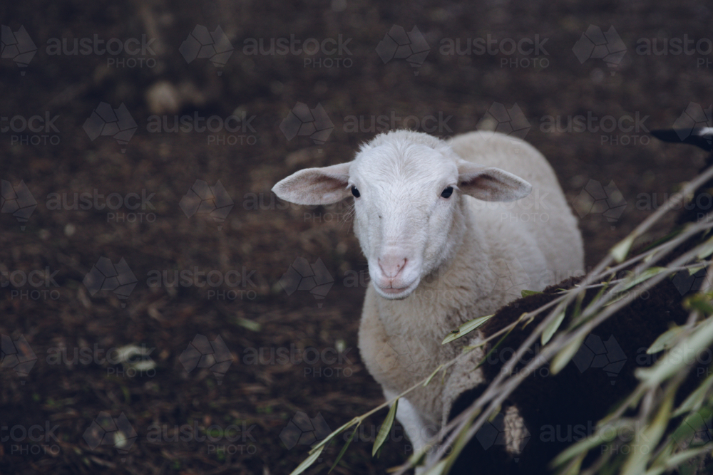 White sheep standing on a wet ground looking at the camera. - Australian Stock Image