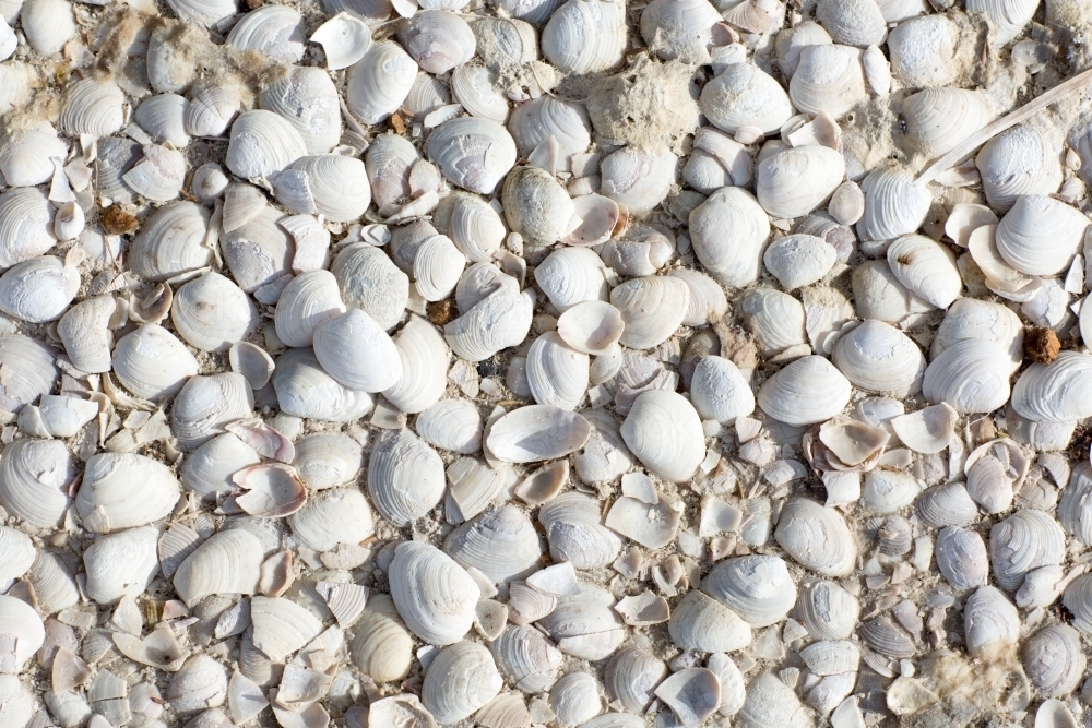 Image of White shells on estuary shoreline - Austockphoto