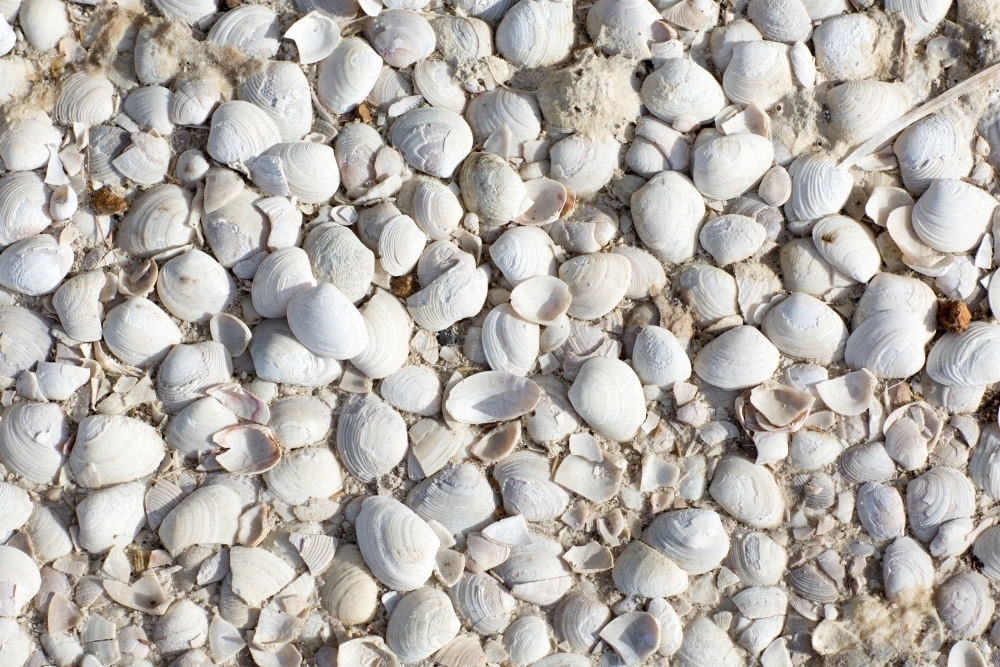 White shells on estuary shoreline - Australian Stock Image