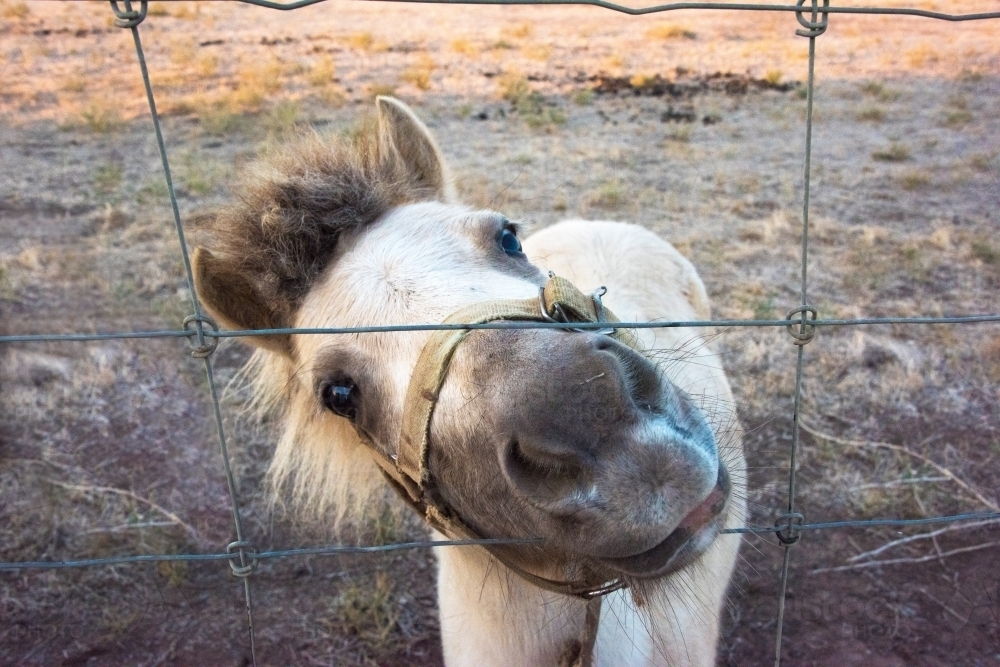 White shetland pony pushing head through wire fence. - Australian Stock Image